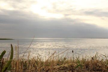 a beautiful seascape in the evening with grass in front of the sea and a light grey sky