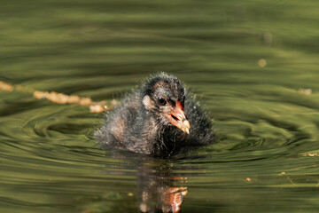 Common coot chick in a lake.