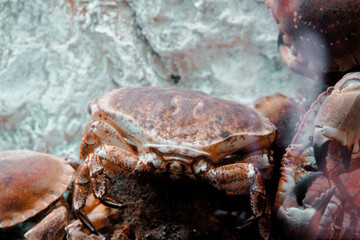 Close-Up of Crabs in Their Natural Habitat Underwater