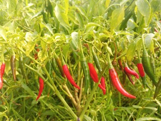 Red and green chili peppers growing on plant. Red Chili on Plant.