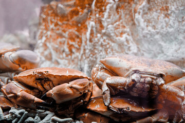 Close-Up of Crabs in Their Natural Habitat Underwater