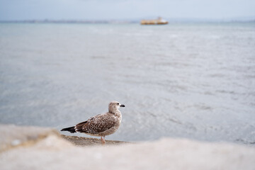 Seagull Standing on a Waterfront Promenade With a Coastal Background
