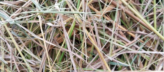 Close up texture of dry grass and straw