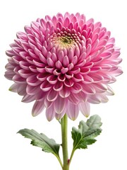 Closeup of a beautiful pink Chrysanthemum flower in full bloom on white