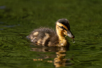 Mallard duckling swimming on a lake in the sunlight.