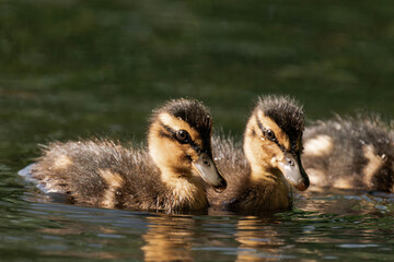 Mallard ducklings swimming on a lake in the sunlight.