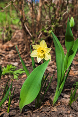 Blooming yellow daffodils buds in early spring grow in the garden. It's the time of awakening dawn. 
