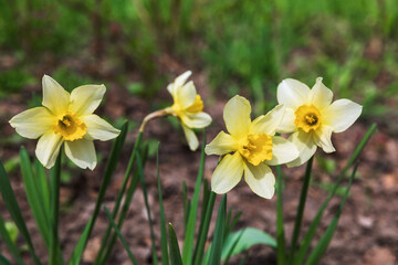 Blooming yellow daffodils buds in early spring grow in the garden. It's the time of awakening dawn. 
