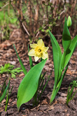 Blooming yellow daffodils buds in early spring grow in the garden. It's the time of awakening dawn. 
