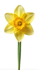 Fototapeta premium Elegant Daffodil Flower Blossom with Bright Yellow Petals and Green Stems