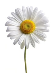 Naklejka premium A beautiful isolated white daisy flower with a vibrant yellow center on white