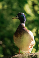 Male mallard duck standing on a tree in the sunlight.