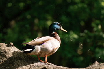 Male mallard duck standing on a tree in the sunlight.