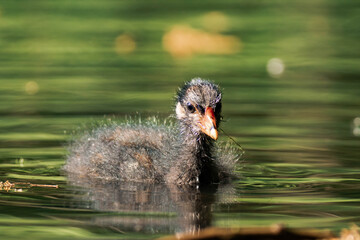 Common coot chick in a lake.