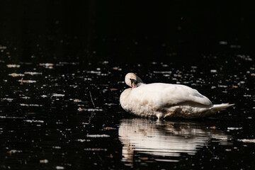 Swan swimming in a lake.