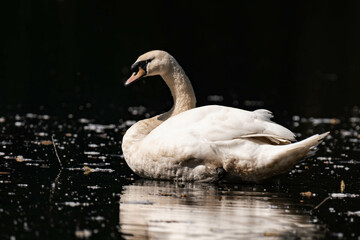 Swan swimming in a lake.