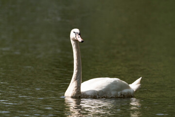 Swan swimming in a lake.
