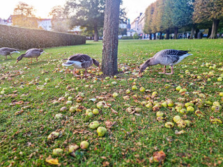 Several grey leg geese are foraging for fallen apples on a grassy area in a Copenhagen park during autumn.