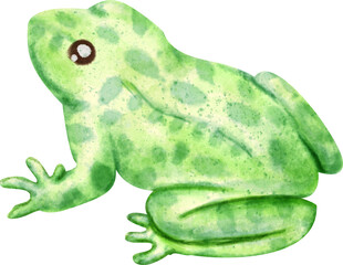 watercolor frog