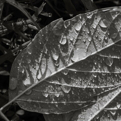Black and white nature themed background with close-up of leaf with water drops glistening in sun after a rain shower.