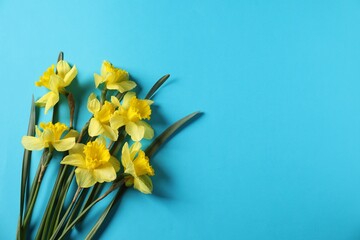 Beautiful daffodils on light blue background, flat lay. Space for text