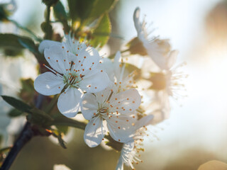 Close-up beautiful white cherry blossoms, cherry tree branches full of flowers in spring in beautiful sunlight