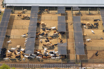 Cattle stockyard with meat cows. Feeding of livestock on farm feedlot in Florida rural area