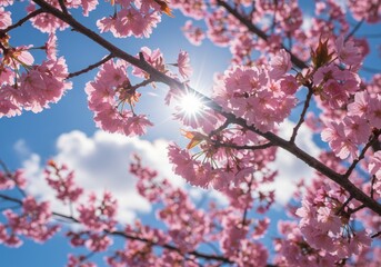 Obraz premium Blossoming Cherry Branches in Sunny Sky - Springtime beauty, cherry blossoms, sunlit branches, vibrant pink petals, nature's wonder. Symbolizing renewal, hope, beauty, serenity, and new beginnings