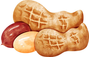 watercolor Peanut