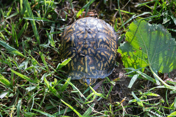 Eastern box turtle, Terrapene carolina carolina, in a grassy field in the morning sun.