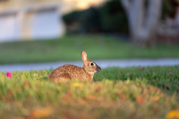 Grey small hare eating grass on Florida backyard. Wild rabbit in nature