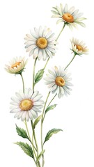 Watercolor Illustration of White Daisies with Green Stems on a White Background