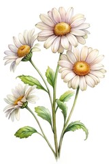 Watercolor illustration of a delicate bouquet of daisies with their green leaves