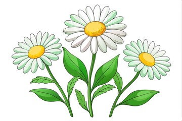 Three beautiful daisies with vibrant green leaves, cartoon illustration in vector format
