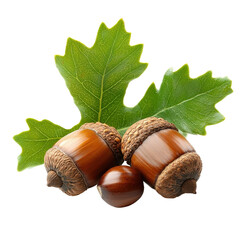 Acorns with an oak leave, Oak branch laden with ripe acorns and vibrant green leaves , symbol,...