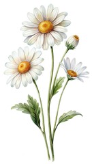 Elegant Watercolor Daisies with Green Stems and Leaves on White Background