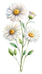 Watercolor Painting of Daisies with Green Leaves on a White Background