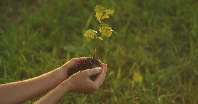 Close-up of hands gently presenting a young oak sapling in natural green grass environment with sunlight