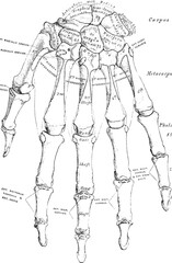 vector illustration of a man