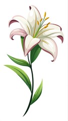 Elegant white lily flower with leaves, isolated vector illustration of botanical bloom