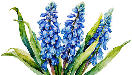 a vibrant watercolor painting depicts several tall stems of intensely blue grape hyacinth flowers surrounded by slender green leaves.