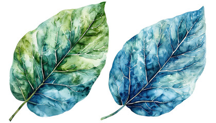 a watercolor depiction of two large, veined leaves?��one in shades of green and teal, the other predominantly blue?��against a white background.