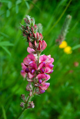 Delicate petals and intricate structure of the sainfoin plant.