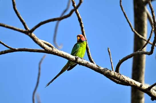 Eye of Plum Headed Parakeet perched on a branch in Gir National Park Gujarat India