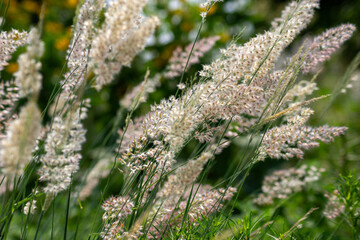 風に揺れるふわふわ植物 – 光と風を感じるやさしい癒しの風景（壁紙・背景向け）
Soft Plant Swaying in the Breeze – Gentle Scene with Light and Air (Ideal for Wallpaper or Backgrounds)