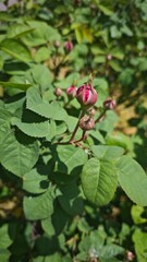 Obraz premium Close-up of a red rosebud beginning to bloom among green foliage in sunlight. Concept of new beginnings, growth and natural beauty
