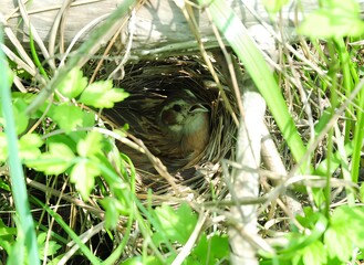 Meadow bunting in nest with visible eggs and adult bird. Captured in a grassy habitat of Korea.

