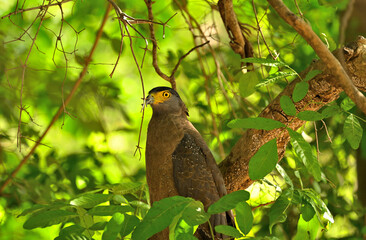 Eye of Crested Serpent Eagle seen perched on a branch in Gir National Park Gujarat India