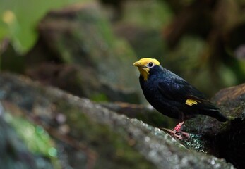 golden-crested myna