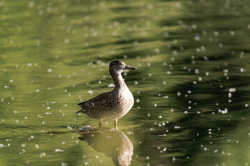 Eurasian teal (Anas crecca), common teal, or Eurasian green-winged teal.